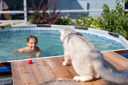 Girl splashing in backyard pool as curious cat watches nearbyの写真素材