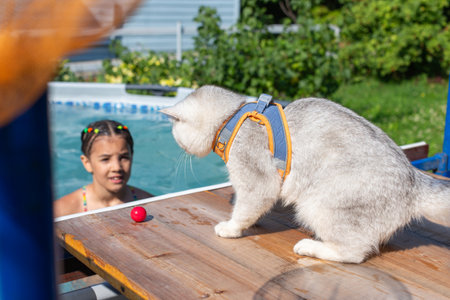 Young caucasian girl in pool observed by cat on deck near red ballの写真素材
