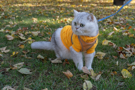 Adorable cat in cozy sweater strolling on autumn leaf-covered lawnの写真素材