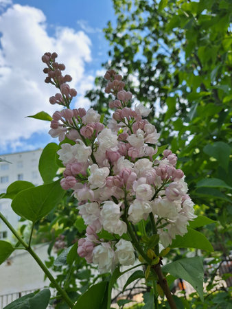 Blooming lilac branch in sunlit garden against blue sky and fluffy cloudsの写真素材