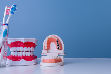 Dental care tools with teeth models and blue backgroundの写真素材