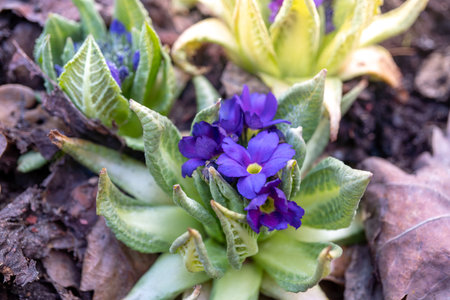 Purple primrose flowers amidst winter foliage in a garden settingの写真素材