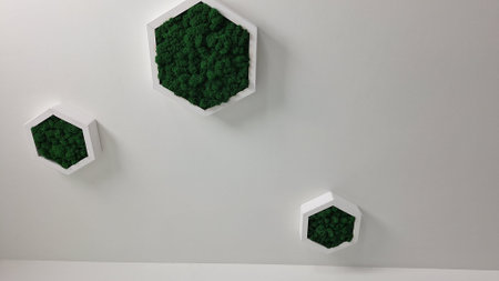 Hexagonal wall art with green moss on white background