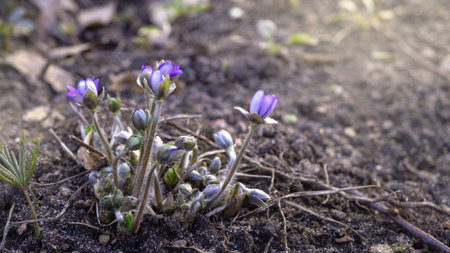 Close-up of purple wildflowers blossoming on earthy ground in sunlight