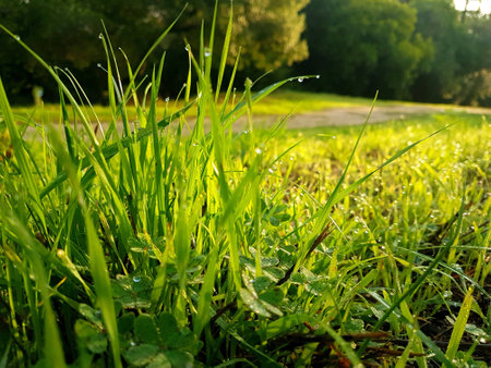 Water drops on the grassの素材