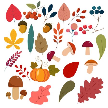 Set of autunm leaves, berries, mushrooms, pumpkin. Flat cartoon elements for your design.のイラスト素材