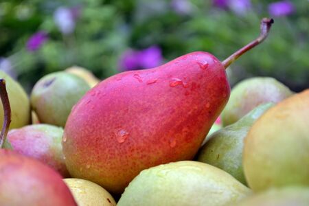 ripe pearの写真素材