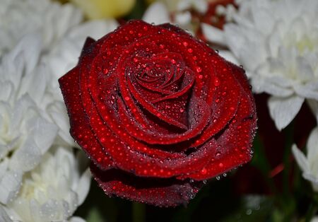rose in the droplets of waterの写真素材