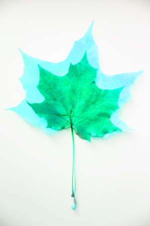 Autumn patern of different color autumn leaves. Flat lay, top view. Copy space for text.の写真素材