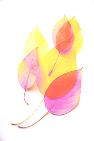 autumn leaves isolated on whiteの写真素材