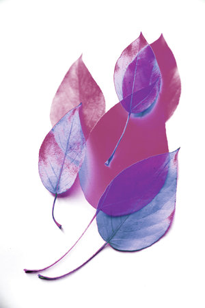 Autumn patern of different color autumn leaves. Flat lay, top view. Copy space for text.