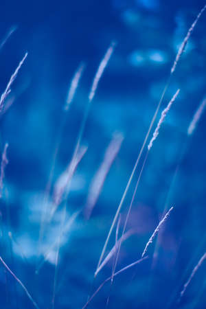 Plant background, tropical blue leaves. Toned photo, space for textの写真素材