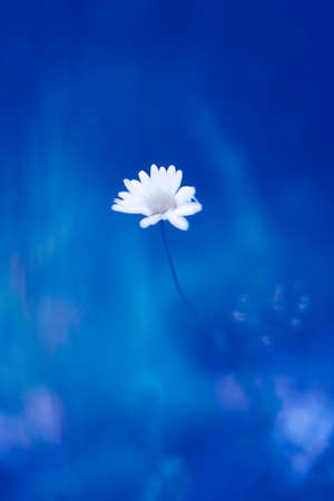 Plant background, tropical blue leaves. Toned photo, space for textの写真素材