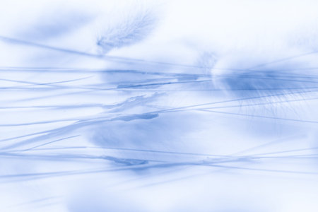 Plant background, tropical blue leaves. Toned photo, space for textの写真素材