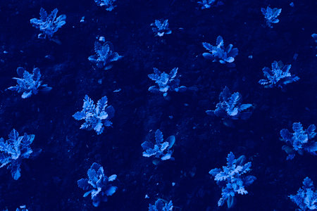 Plant background, tropical blue leaves. Toned photo, space for text