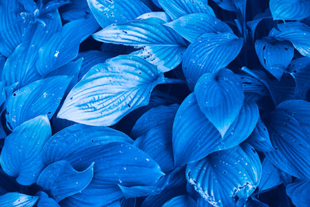 Plant background, tropical blue leaves. Toned photo, space for text
