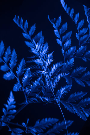 Plant background, tropical blue leaves. Toned photo, space for text