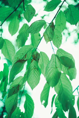 Background with green abstract leaves texture. Flat lay. Nature conceptの写真素材