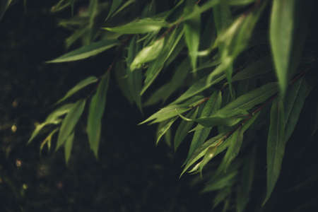 Natural backgrounds, magic forest and trees. Beautiful colored forest landscapeの写真素材