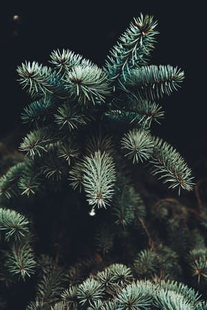 Natural backgrounds, magic forest and trees. Beautiful colored forest landscapeの写真素材