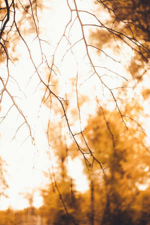 Beautiful autumn landscape with colorful leaves on trees. Natural autumn background. Red, orange and yellow leaves in the Park.の写真素材