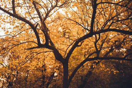Beautiful autumn landscape with colorful leaves on trees. Natural autumn background. Red, orange and yellow leaves in the Park.の写真素材