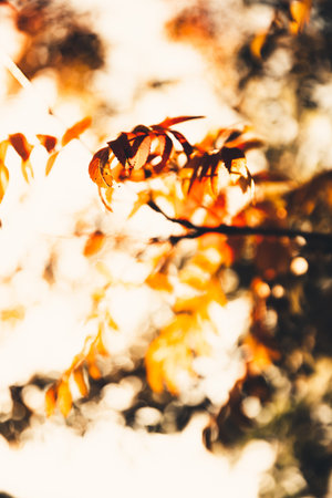 Beautiful autumn landscape with colorful leaves on trees. Natural autumn background. Red, orange and...