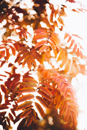 Beautiful autumn landscape with colorful leaves on trees. Natural autumn background. Red, orange and...