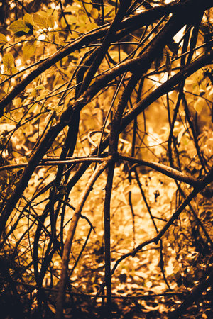 Beautiful autumn landscape with colorful leaves on trees. Natural autumn background. Red, orange and yellow leaves in the Park.の写真素材