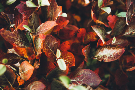 Beautiful autumn landscape with colorful leaves on trees. Natural autumn background. Red, orange and...