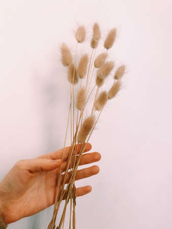 Fluffy tan pom pom plants bouquet on white background. Minimal floral holiday composition.の写真素材