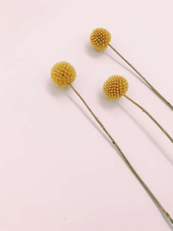 Fluffy tan pom pom plants bouquet on white background. Minimal floral holiday composition.の写真素材