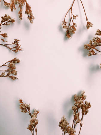 Fluffy tan pom pom plants bouquet on white background. Minimal floral holiday composition.の写真素材