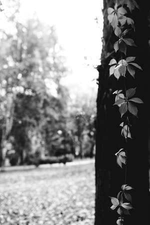 Environment, European Park, black and white landscape photo of wild treesの写真素材