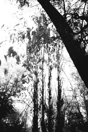 Natural backgrounds, forest background, landscape photography, magic forest and treesの写真素材