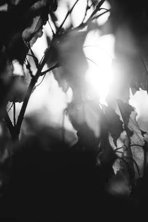 Natural backgrounds, forest background, landscape photography, magic forest and treesの写真素材