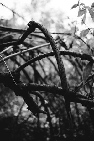 Natural backgrounds, forest background, landscape photography, magic forest and treesの写真素材