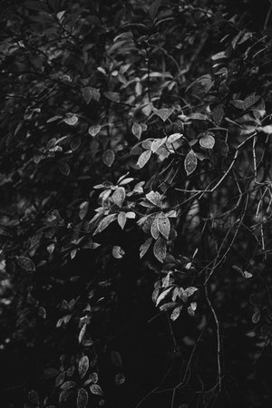 Background abstract leaves texture. Flat lay. Nature concept