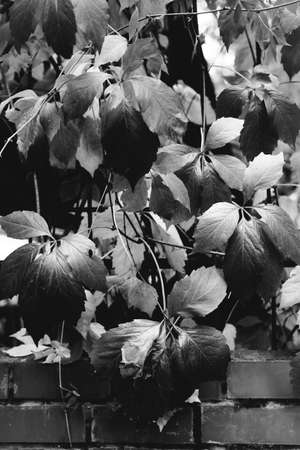 Background abstract leaves texture. Flat lay. Nature conceptの写真素材