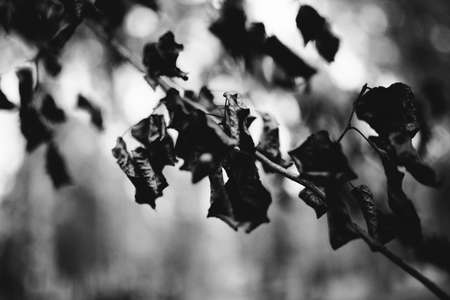 Background abstract leaves texture. Flat lay. Nature conceptの写真素材