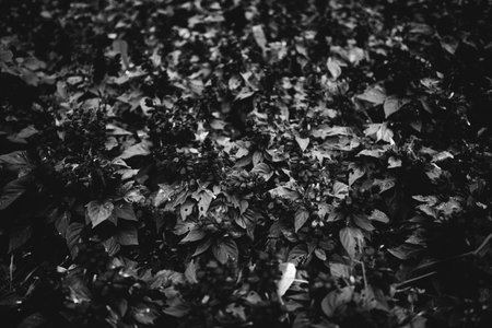 Background abstract leaves texture. Flat lay. Nature conceptの写真素材
