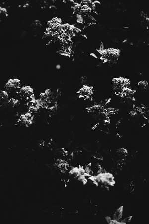 Natural background from plants, monochrome textures of natureの写真素材