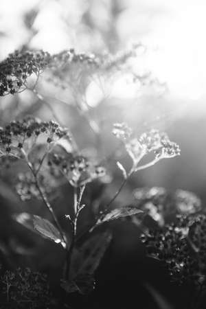 Natural background from plants, monochrome textures of natureの写真素材