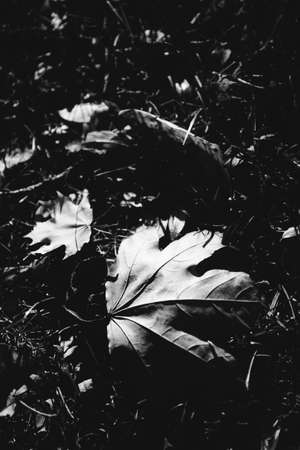 Natural background from plants, monochrome textures of natureの写真素材