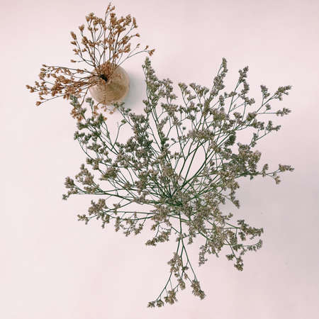 Natural incense White Sage and Palo Santo. Sacred tree of South America, color square photo.White Sage and Palo Santo on white background.の写真素材