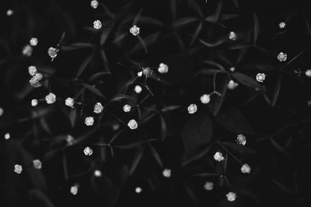 black and white photo of flowers and plantsの写真素材