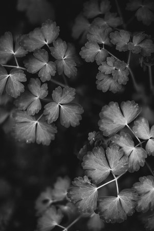 Natural backgrounds, forest background, landscape photography