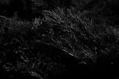 Natural backgrounds, forest background, landscape photography, magic forest and treesの写真素材