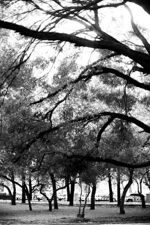Natural backgrounds, forest background, landscape photography, magic forest and treesの写真素材