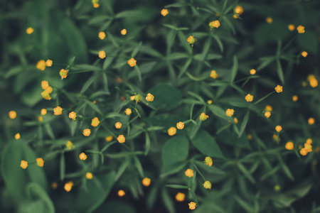 Natural background from plants, colored textures of nature